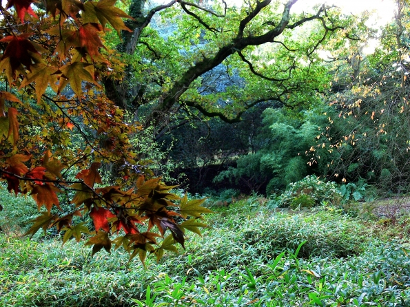 Bois des moutiers fall 2012 (50)